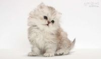 اجمل هديه لاجمل بنوته قطه فارسيه دلوعه للبيع persian cats 